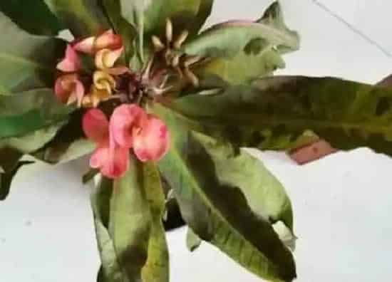 叶子发黄|麒麟花叶片发黄原因和处理方法