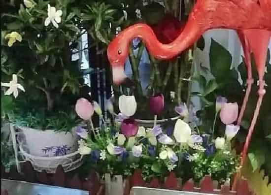 养殖科普|佛堂适合养什么花或植物