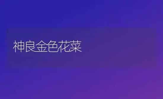 神良金色花菜 | 蔬菜种植