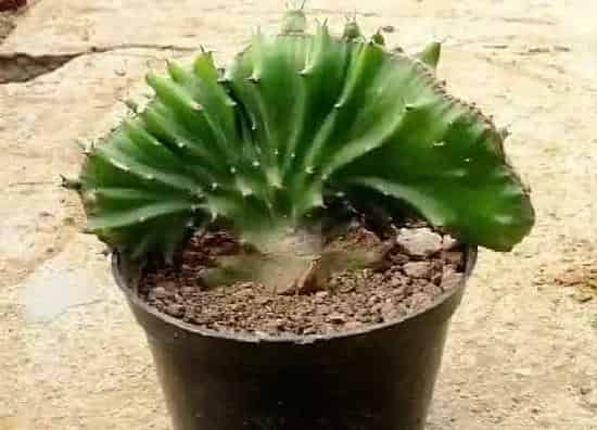 种植土壤|玉麒麟用什么土栽培最好