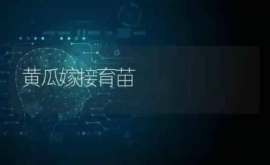 黄瓜嫁接育苗 | 蔬菜种植