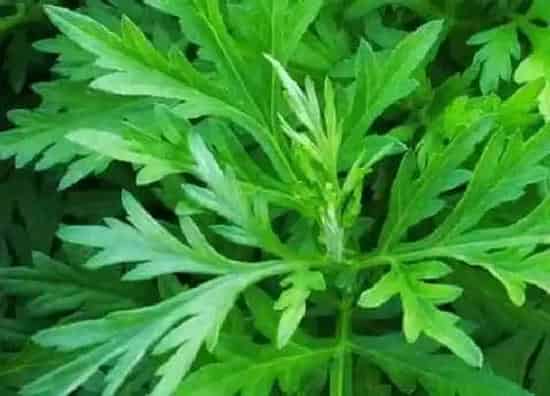 功效常识|艾草的功效与作用