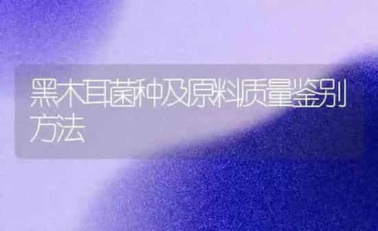 黑木耳菌种及原料质量鉴别方法 | 食用菌种植