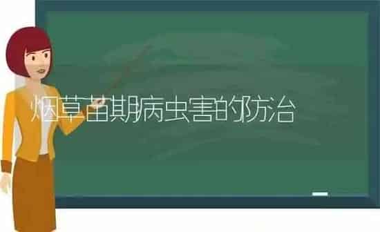 烟草苗期病虫害的防治 | 种植病虫害防治