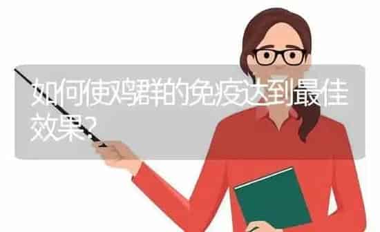 如何使鸡群的免疫达到最佳效果？ | 瓜果种植