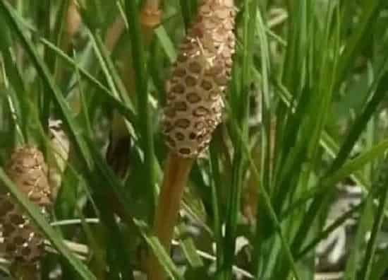 生长环境|能探测黄金的植物 靠近什么植物能找到黄金