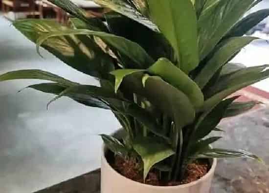 植物换土|白掌换土时间和方法