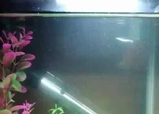 植物浇水|鱼缸水能直接浇花吗 养鱼水适合浇什么花
