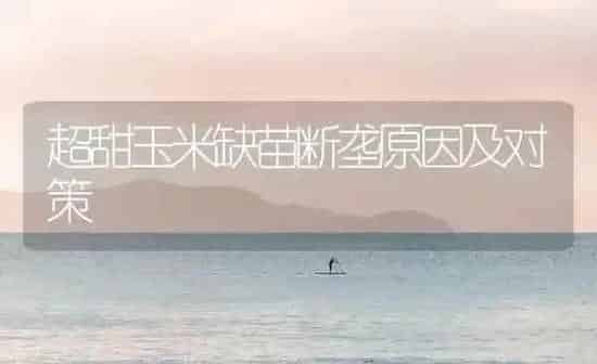 超甜玉米缺苗断垄原因及对策 | 粮油作物种植