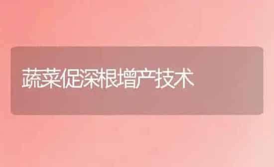 蔬菜促深根增产技术 | 蔬菜种植