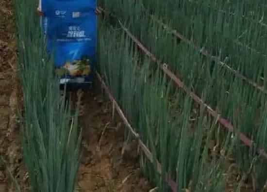 植物施肥|种大葱用什么肥料好