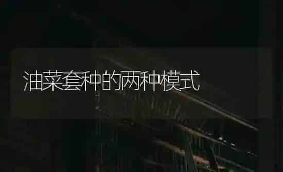 油菜套种的两种模式 | 粮油作物种植