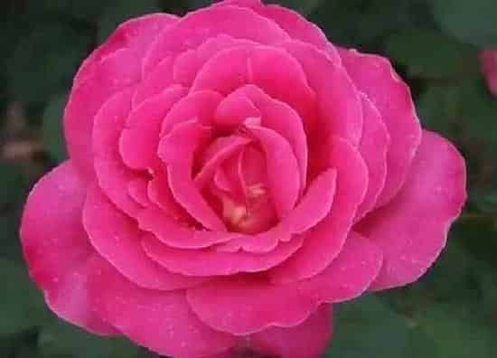 养殖科普|莲花宝石月季的优缺点