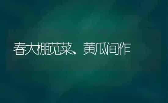 春大棚苋菜、黄瓜间作 | 蔬菜种植
