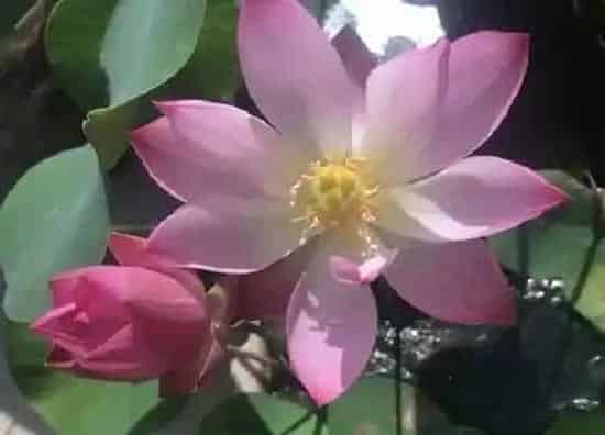 花朵|睡莲有几个花瓣