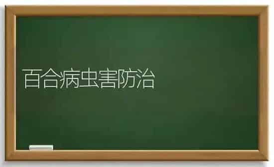 百合病虫害防治 | 种植病虫害防治