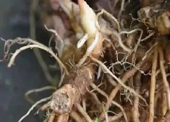 植物百科|阳荷是什么植物