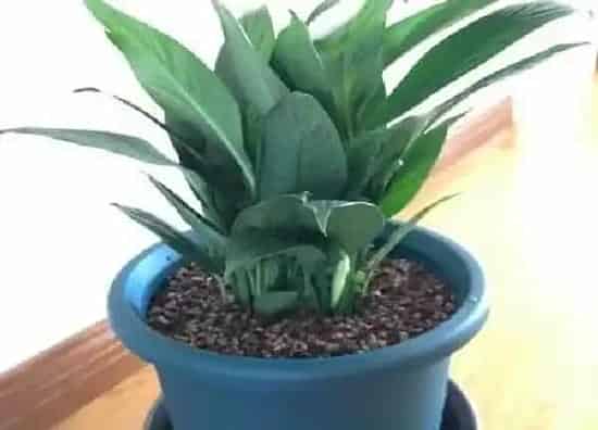 植物换土|白掌换土时间和方法