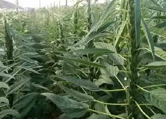 种植方法|芝麻种植时间和方法