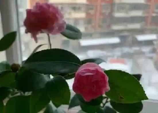 养殖科普|四季茶花好养吗 养殖方法和养护要点