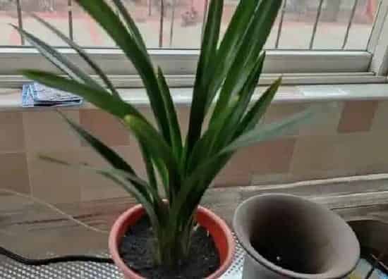 植物浇水|兰花能浇硫酸亚铁吗