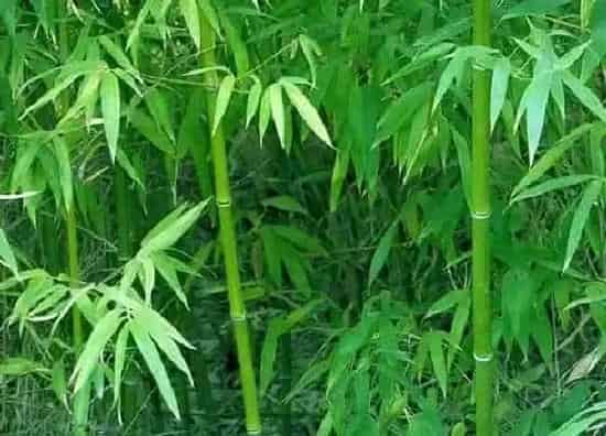 植物百科|竹子是属于什么植物类型