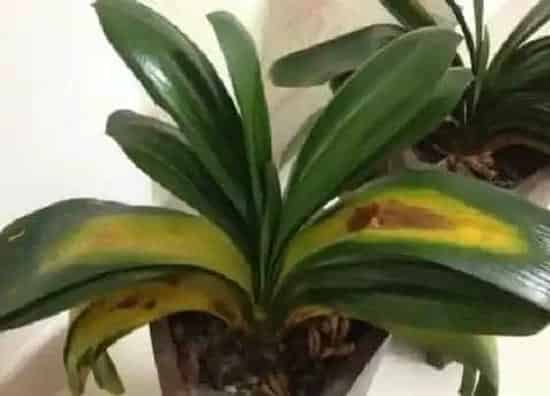 叶子发黄|君子兰叶片发黄原因和处理方法