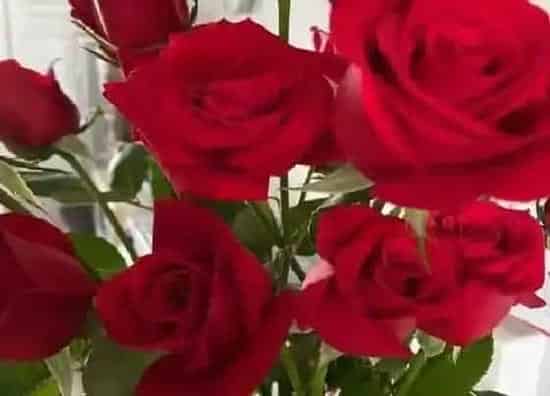 植物寓意|97朵玫瑰花花语代表什么意思