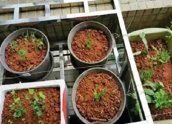 种植管理|碗豆种植时间与生长周期