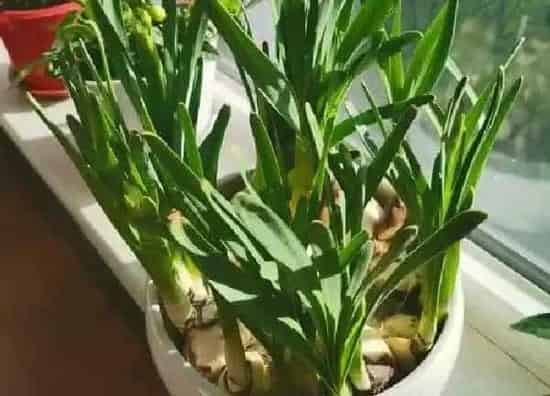 养殖科普|孕妇可以养水仙花吗