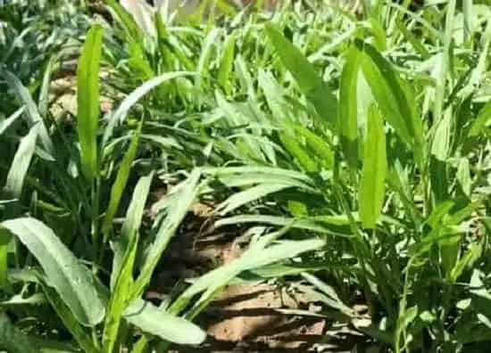 种植方法|空心菜的种植方法和时间