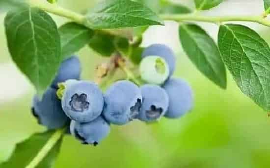 果实科普|蓝莓几月开花结果 什么时候开花结果