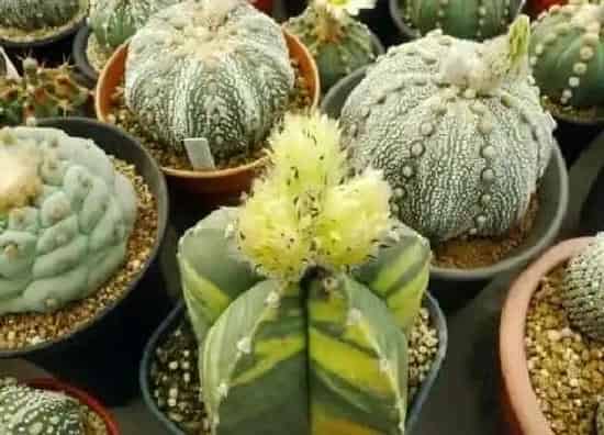 植物繁殖|鸾凤玉怎么繁殖方法和注意事项