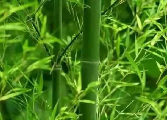 植物百科|竹子是属于什么植物类型