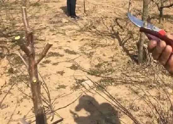 植物发芽|苹果树芽接最佳时间和技术方法