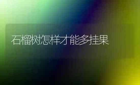 石榴树怎样才能多挂果 | 瓜果种植