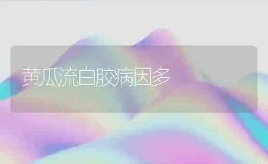 黄瓜流白胶病因多 | 蔬菜种植