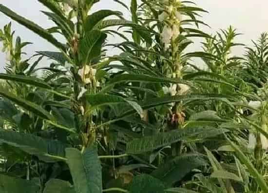种植方法|芝麻种植时间和方法