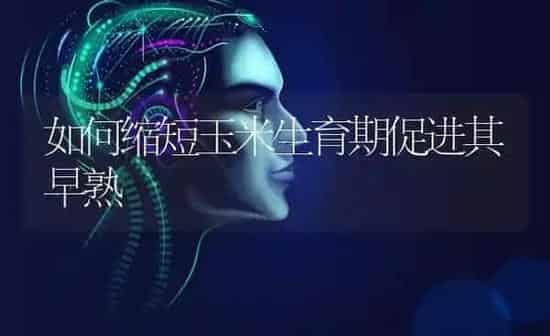 如何缩短玉米生育期促进其早熟 | 粮油作物种植