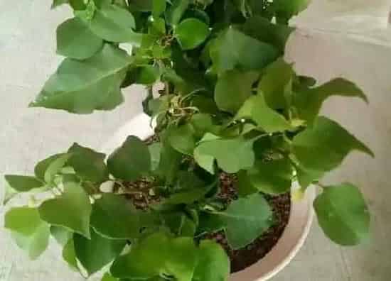 植物繁殖|三角梅的扦插繁殖方法,如何扦插三角梅老枝成活率最高)
