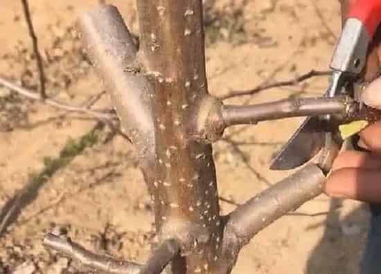 植物发芽|苹果树芽接最佳时间和技术方法