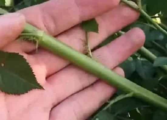 植物修剪|蔷薇什么时候剪枝合适