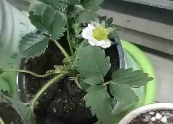 养殖科普|草莓苗喜阴还是喜阳光的植物