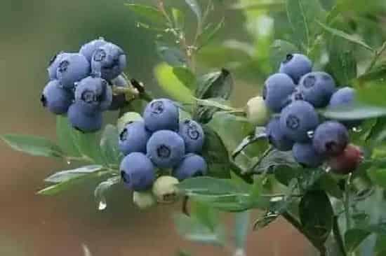 果实科普|蓝莓几月开花结果 什么时候开花结果