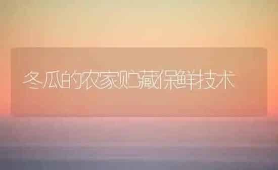 冬瓜的农家贮藏保鲜技术 | 蔬菜种植