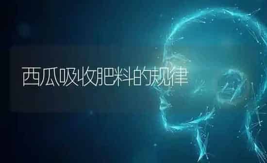 西瓜吸收肥料的规律 | 种植肥料施肥