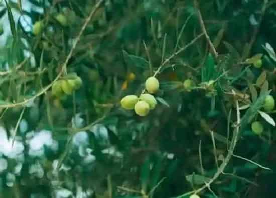 果实成熟|橄榄什么时候成熟