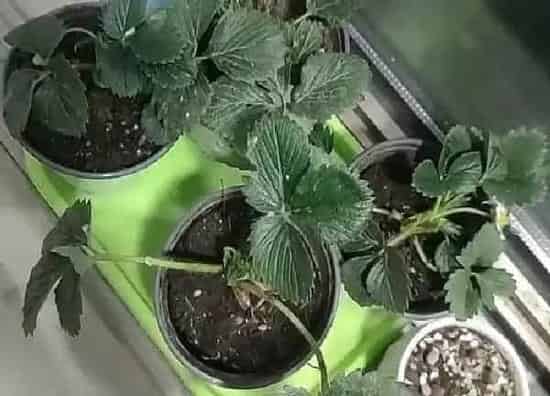 养殖科普|草莓苗喜阴还是喜阳光的植物