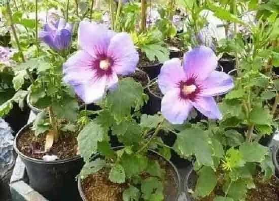 植物扦插|木槿花可以扦插吗