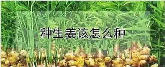 种生姜该怎么种 | 自然知识